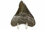 Serrated, Fossil Megalodon Tooth - Beautiful Tooth #107279-1
